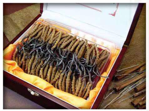 佳木斯冬虫夏草回收